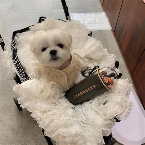 chanel dog carrier replica|purrfect chanel dog accessories.